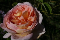 jardin-berry-rosierslejay