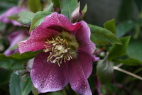 helleboreberryjardindujay