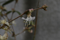 loniceraberrychambresdhotesdujay